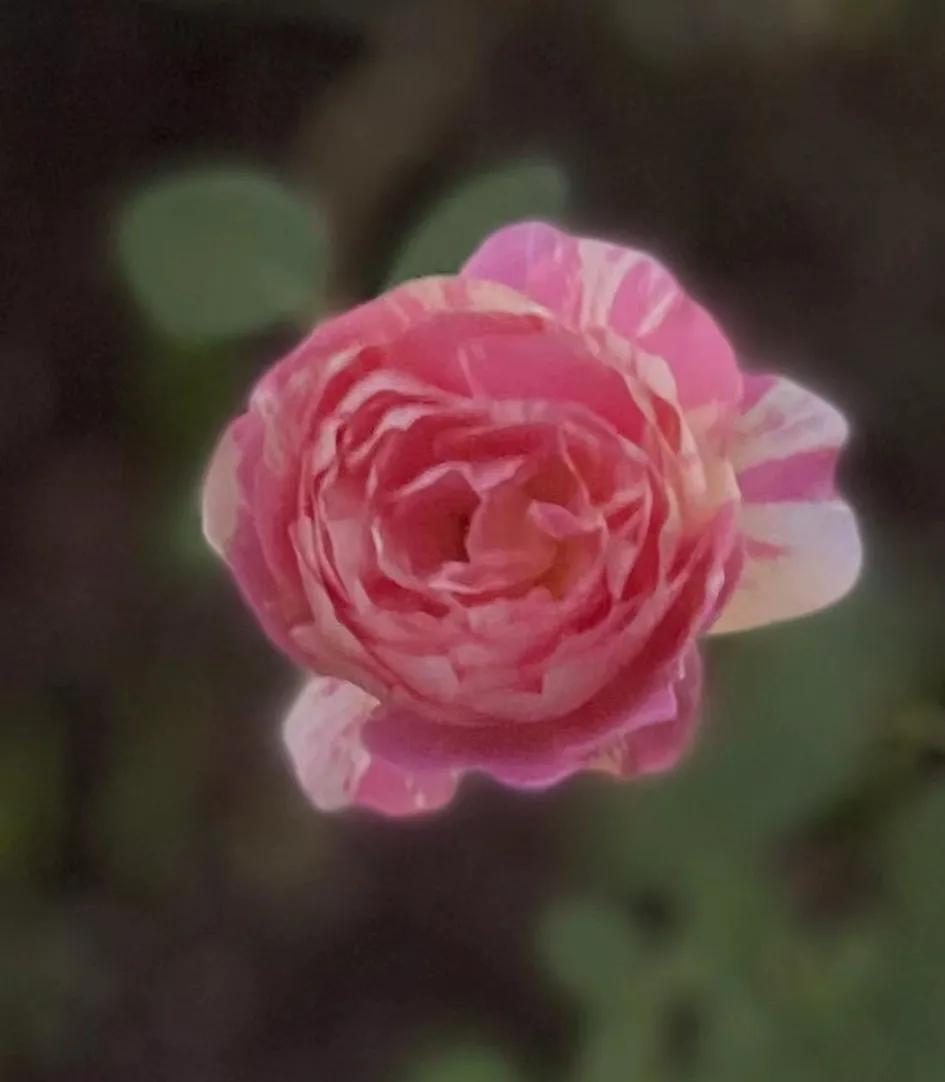 法国莫奈代表作品,和莫奈相似的月季