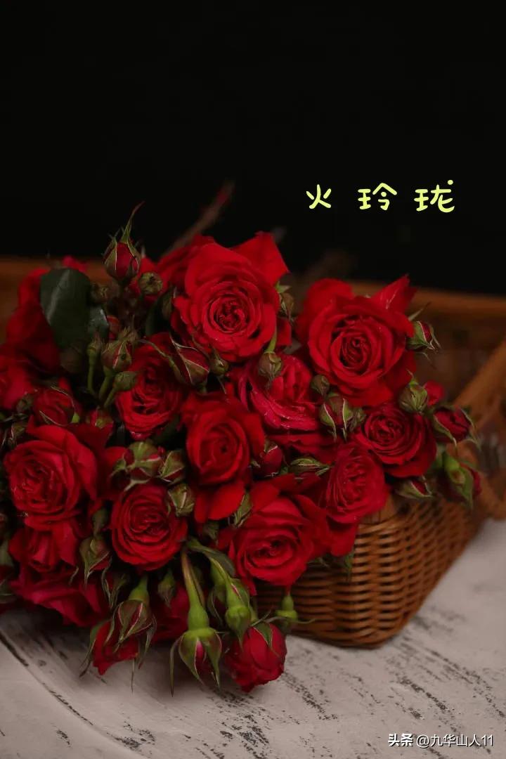 天狼月季新品预售,天狼月季官方旗舰店烛光月季