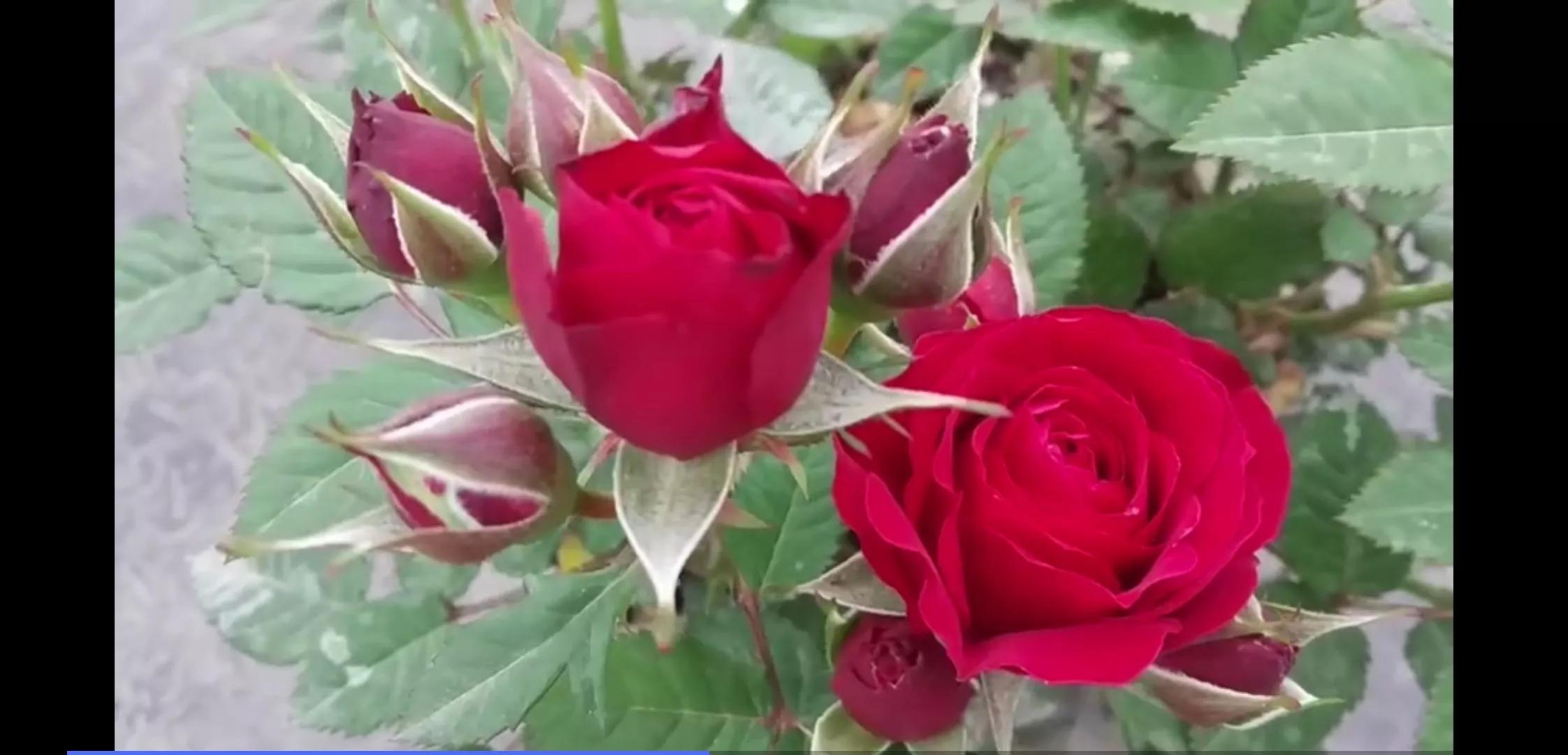 常见切花月季一览（45）