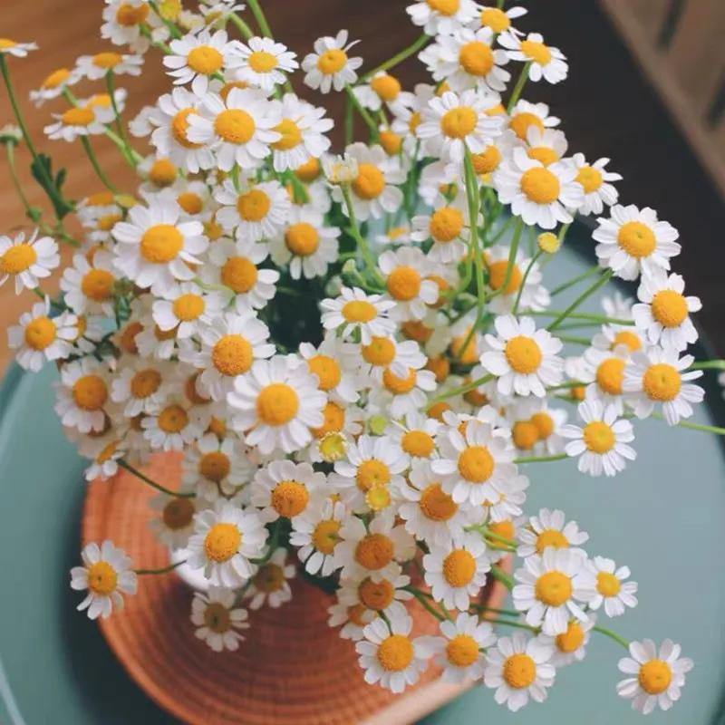 我的植物朋友洋甘菊,每天带你认识一种植物