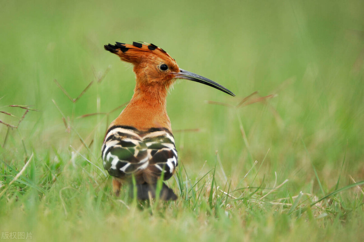 苹果手机拍照调色技巧,苹果拍照技巧风景人物