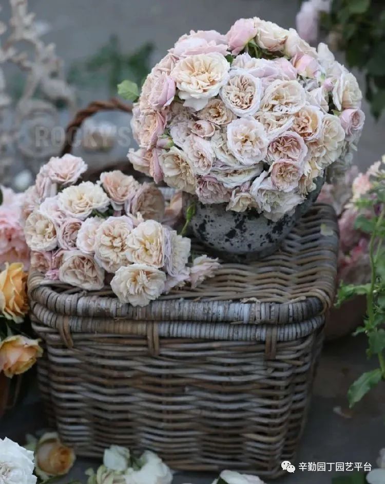 第八届园丁奖露台组《030号》洛基花园