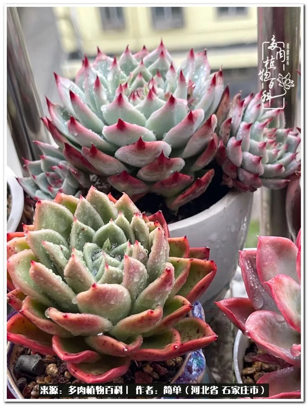 自从养了多肉以后视频,养多肉治愈生活中的疲惫和琐碎