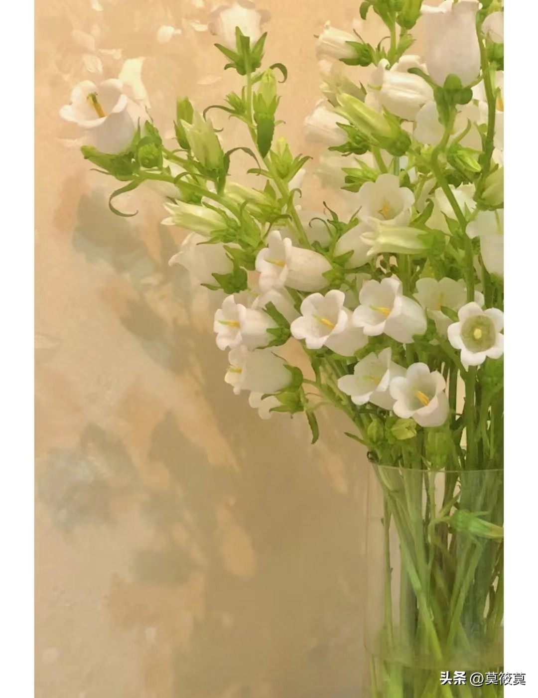 50种常见鲜花的花语大全,各种鲜花的花语和寓意图片欣赏