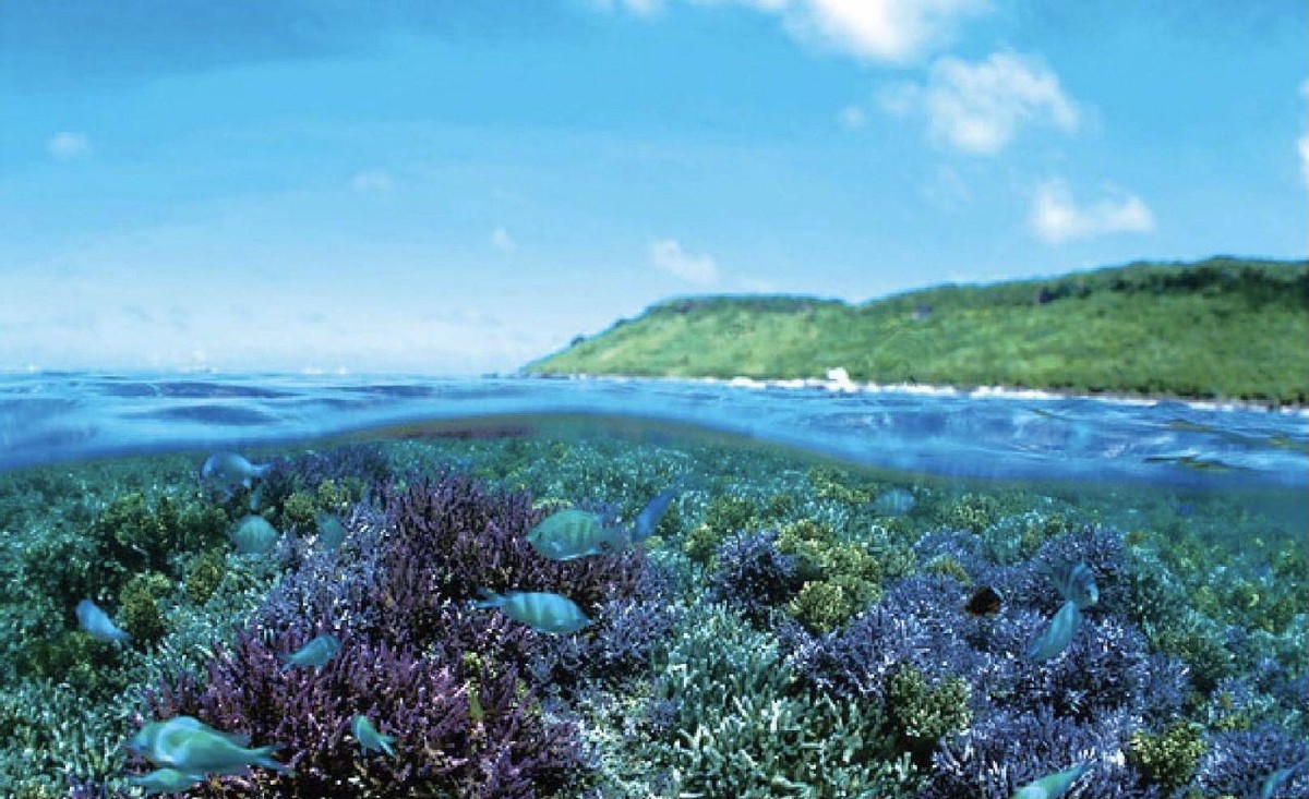 革兰氏阳性孢子,革兰氏阳性孢子菌