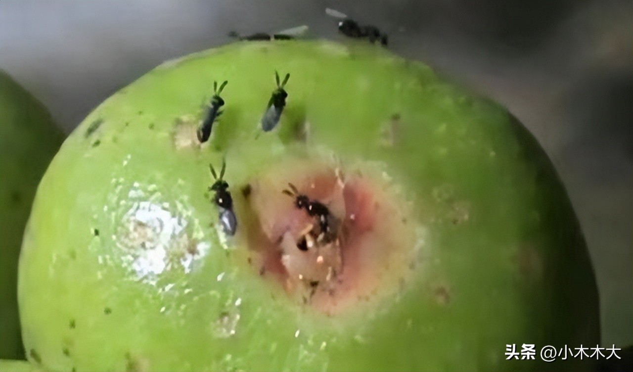 走进果实的世界我发现了什么,走进无花果的世界