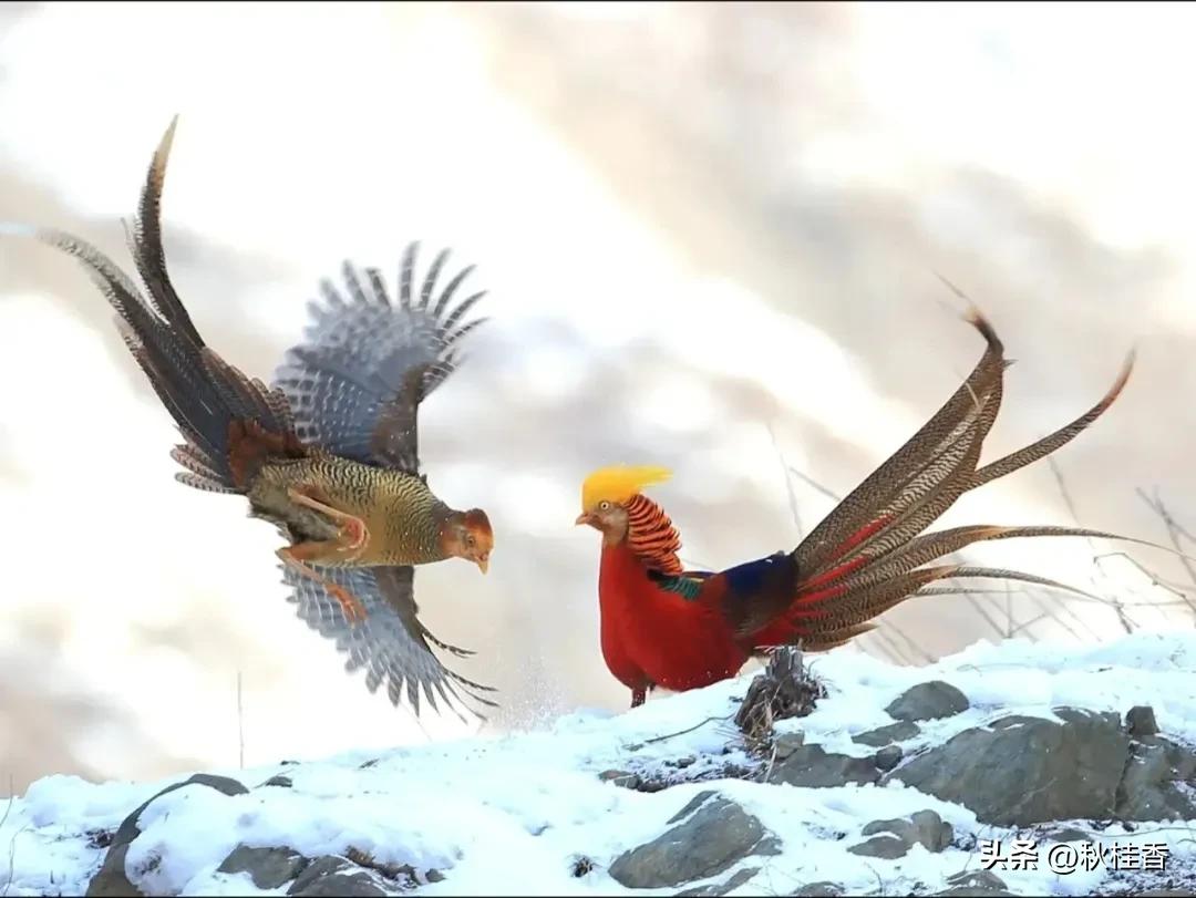 温塘温泉怎么泡最好玩,温塘镇泡温泉哪家最好