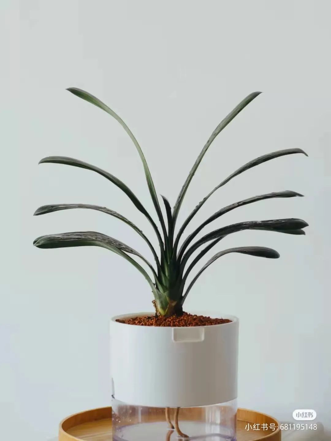 办公室必买的绿植,适合办公室的大型绿植大全