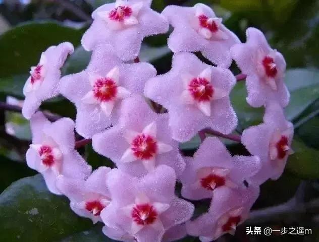 球兰花盛开瞬间,球兰花开完整版