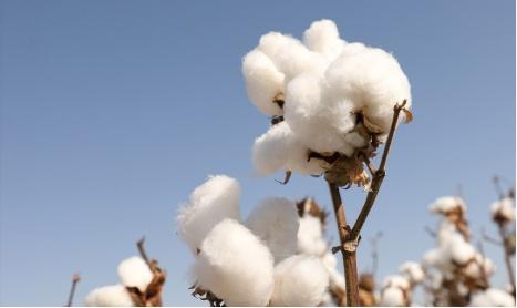 全棉时代品牌秒杀单品,全棉时代新疆优质棉