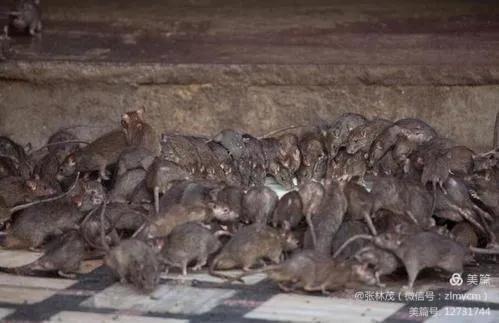 幼鼠被猎杀,灭鼠反被杀