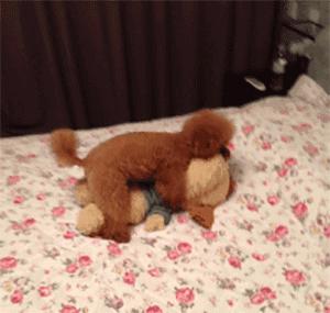 土猫和土狗,农村土狗土猫