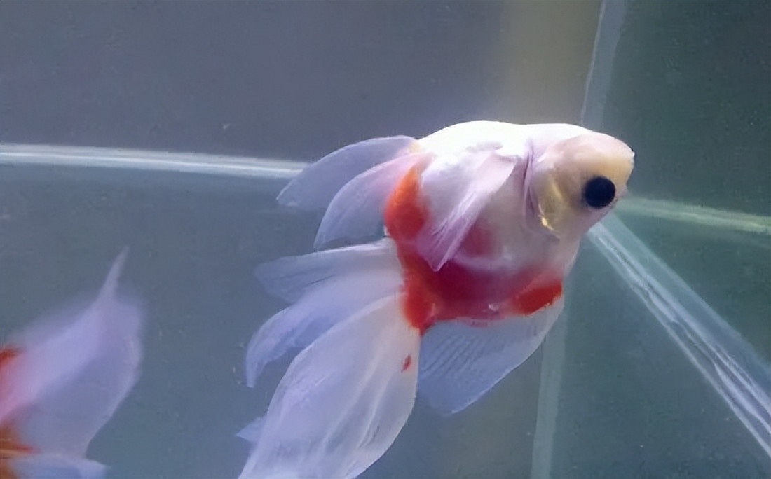 金鱼常见病及防治方法,金鱼锦鲤常见病怎样医治