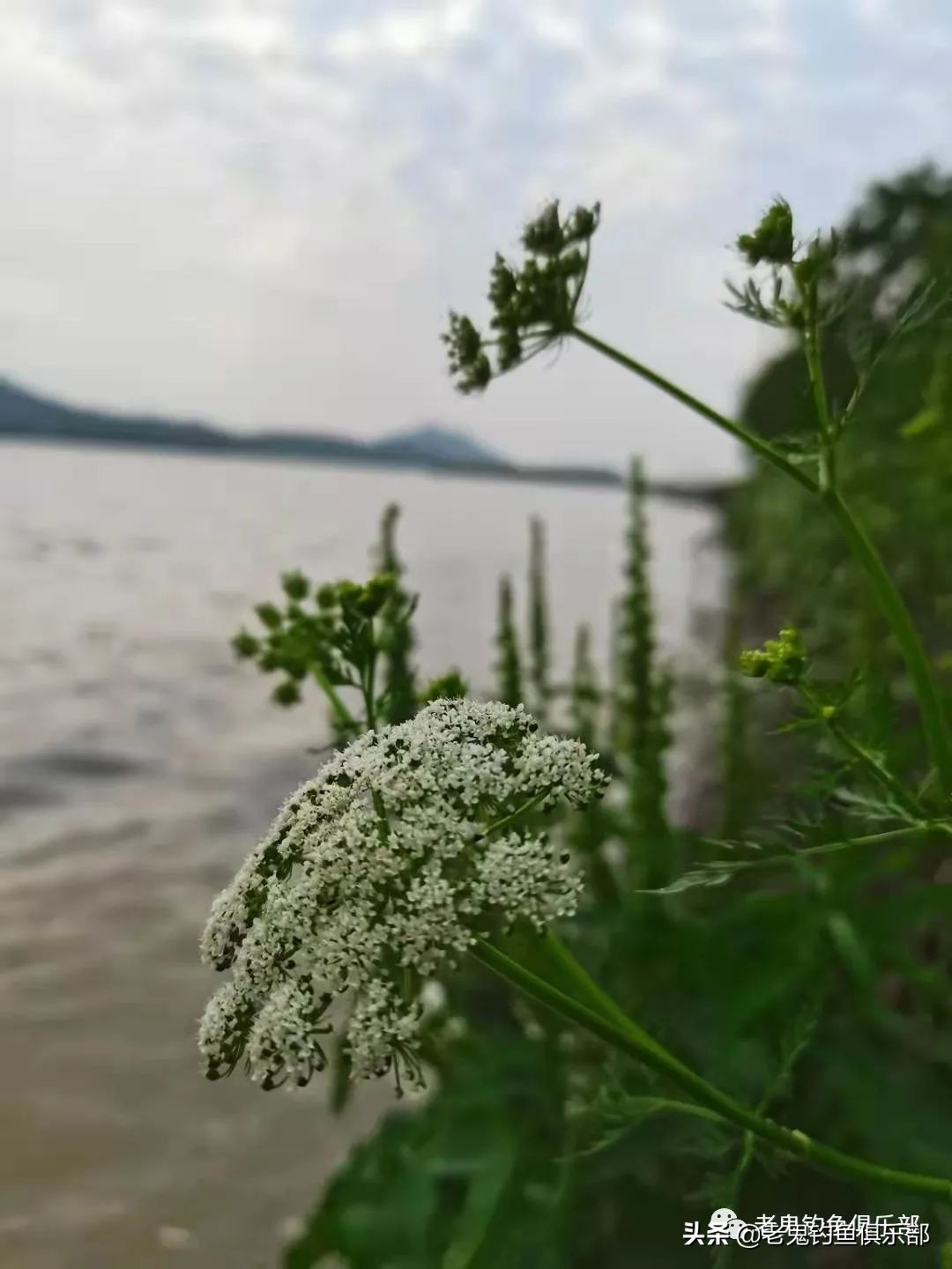周末携大师系列饵料解锁大水面、全鱼种，安湖州爆护