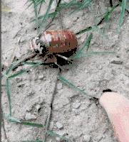 蜂花护发素搞笑视频,蜂花官方旗舰店搞笑评论