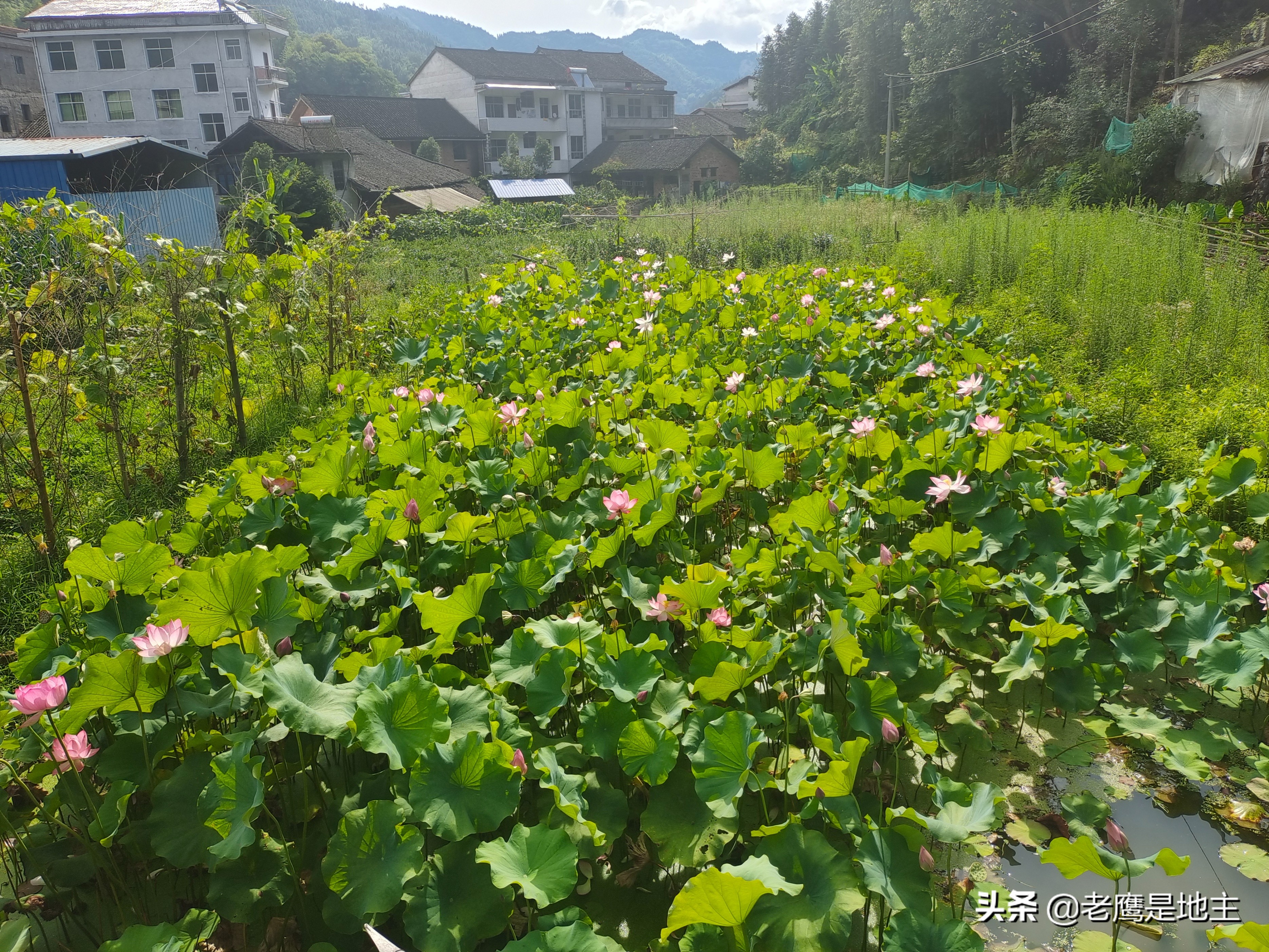 农村偷别人的东西的后果,农村偷东西的都是些什么人