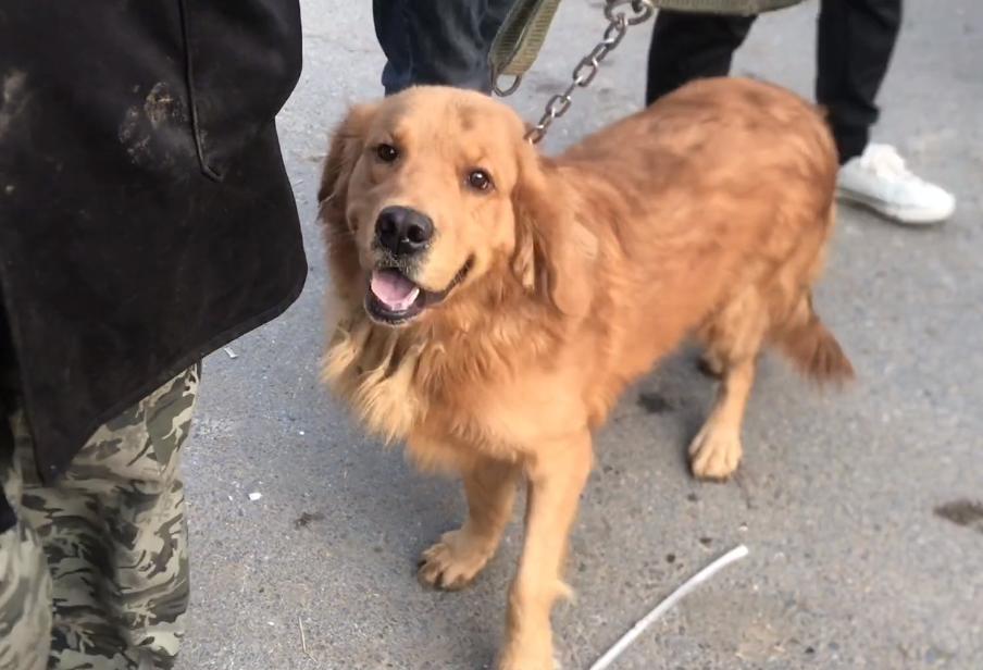 金毛犬被卖给狗肉贩子,700元的狗被卖