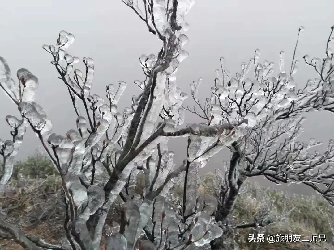 清远金子山旅游攻略看雾凇,广东金子山雪景旅游攻略