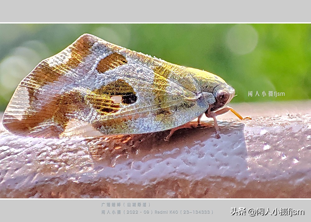 手机微距摄影实用技法图片,手机拍摄之微距镜头拍摄欣赏