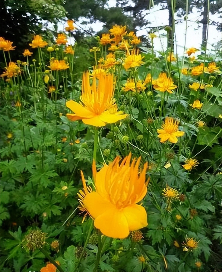 植物识别小口诀，总结的太全了！