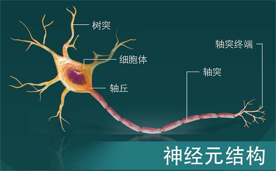 人类大脑内存相当于多少g,人类大脑记忆容量