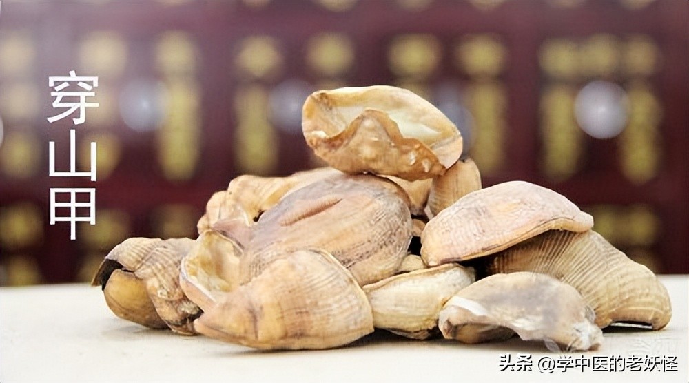 通经下乳之要药——穿山甲