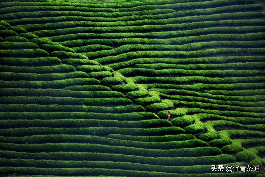 谷雨时节喝谷雨茶的寓意,过了谷雨的茶有什么区别