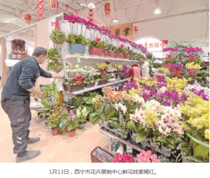 西宁市鲜花绿植店人气推荐,西宁同城绿植批发直播