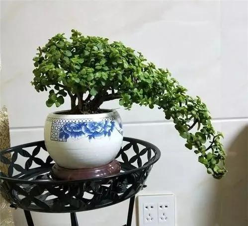 客厅外种树讲究风水吗,家里客厅窗户外适合种树吗