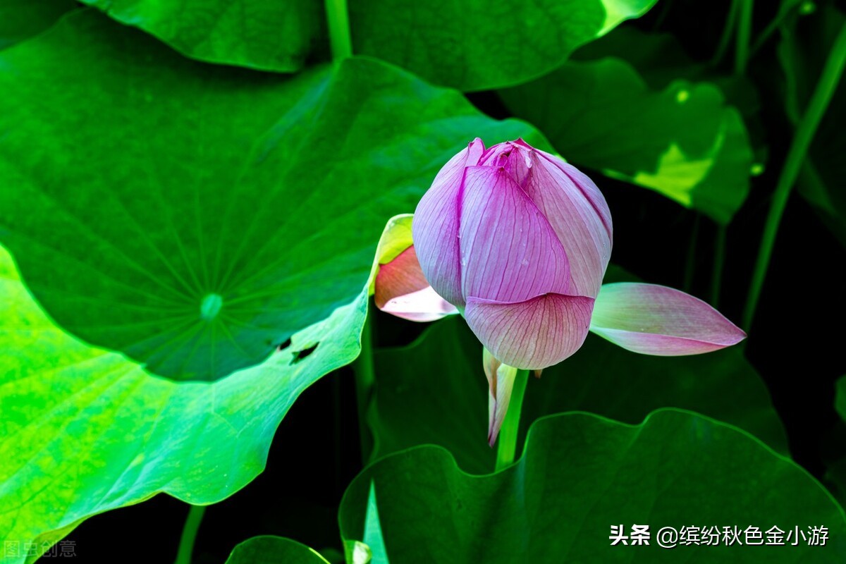 上海七大郊野公园排名榜单,上海松江郊野公园旅游详细攻略