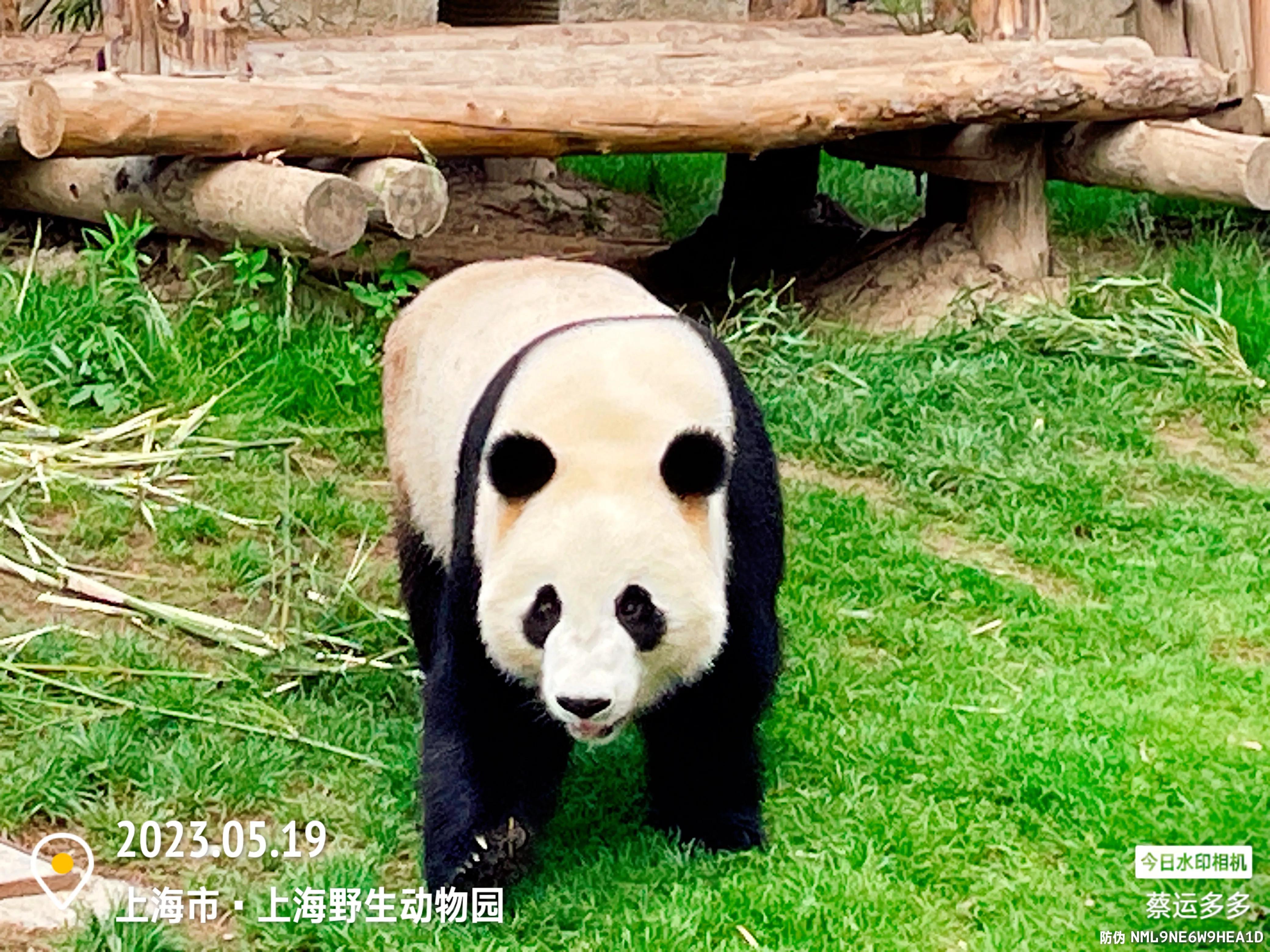 我喜爱的动物是小猫,什么动物招人喜爱