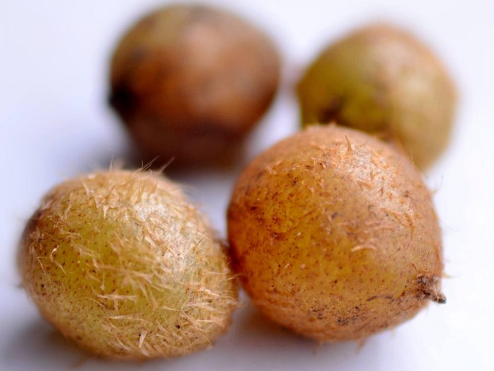 蜈蚣草危害,蜈蚣草对什么有危害