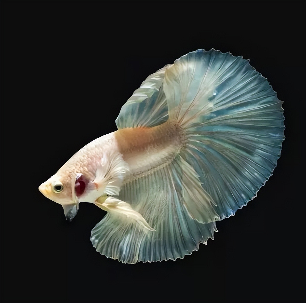 保姆抠图教程视频,如何用魔棒工具抠图