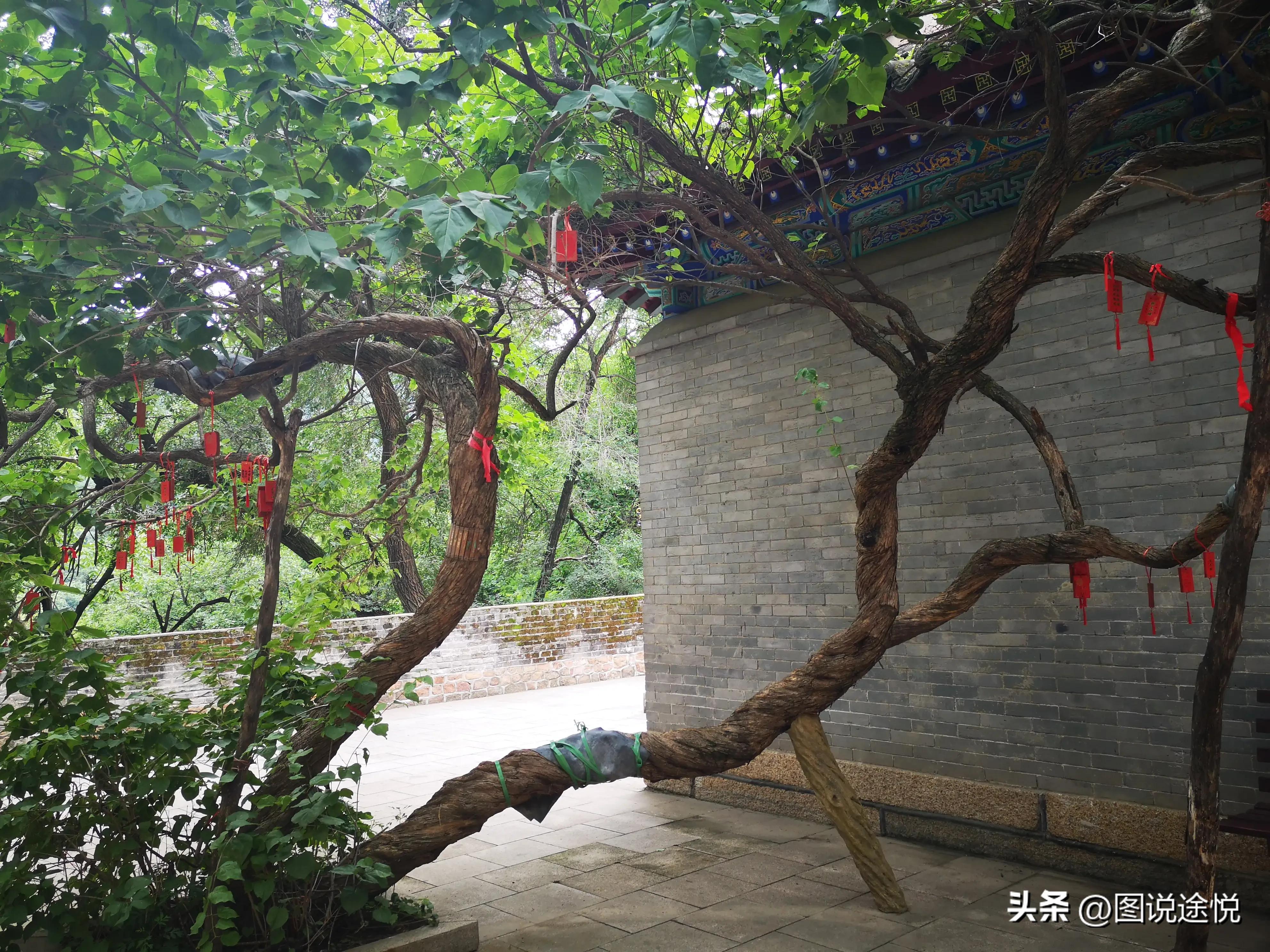 康熙时期皇家寺院,康熙王朝康熙得了天花片段