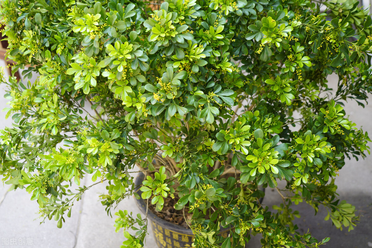 适合阳台养光照少的花四季开花,适合阳台上一年四季好养的花