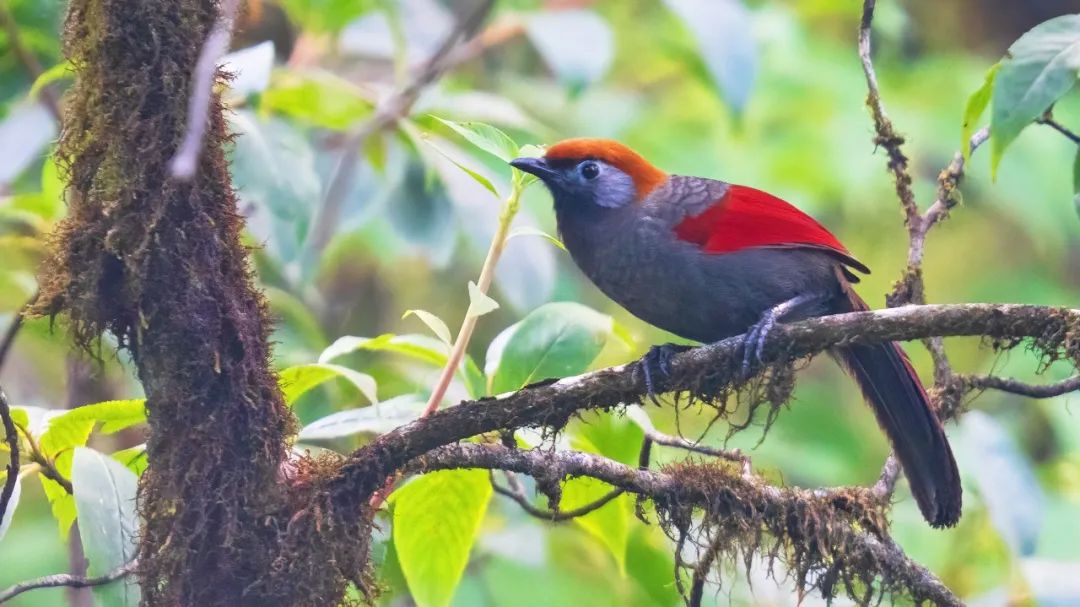 适马150-600dgdn镜头评测,适马150-600dg和s版