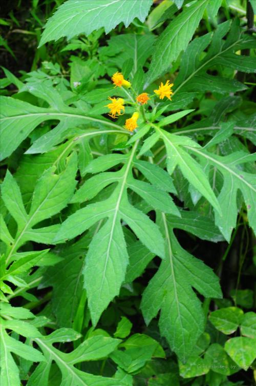 菊三七是什么药材,菊三七属都有哪些植物