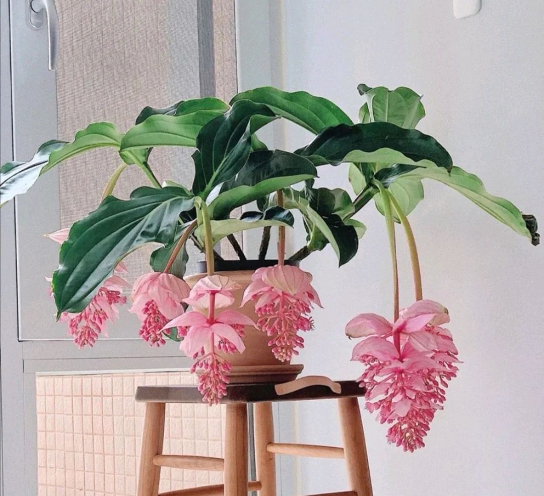 家庭客厅养什么花好看又旺财,客厅最吉祥的三种花