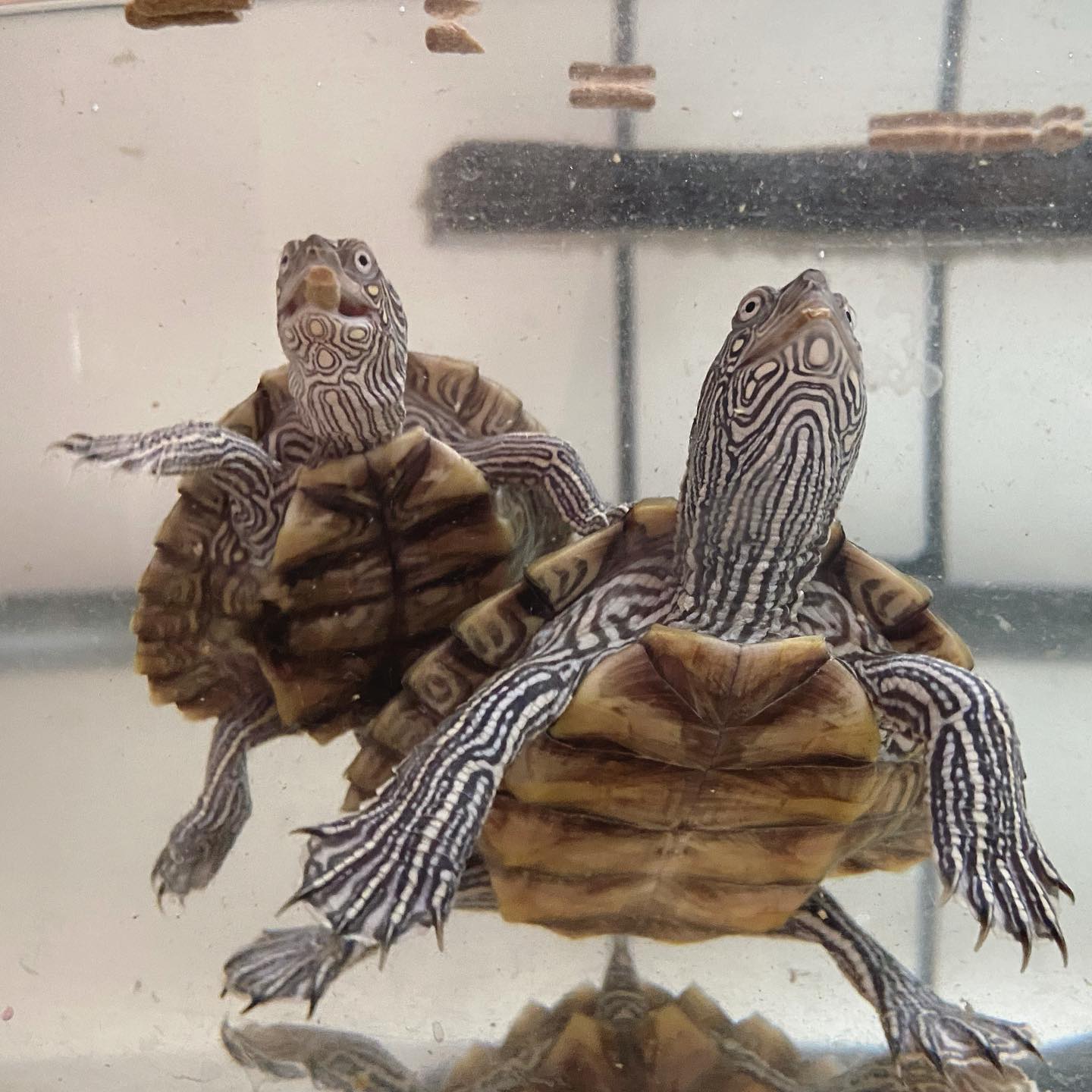 密西西比地图龟能放鱼缸里吗,地图龟刚到家多久入鱼缸