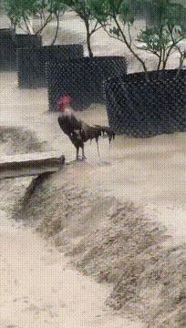 神回复最恶搞的话,被人骂不知羞耻的神回复