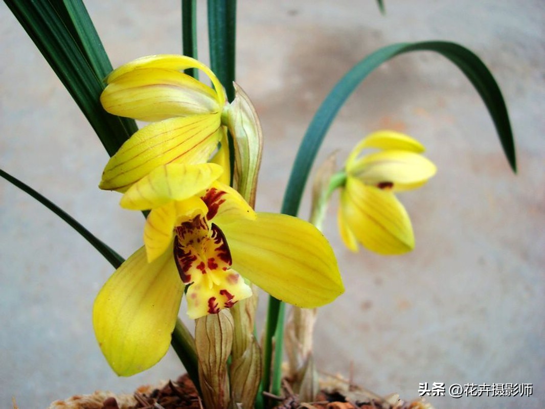 此兰拥有“*力暴**”黄金美学，金瓣玉蕊，香气直透肺腑，这就是实力