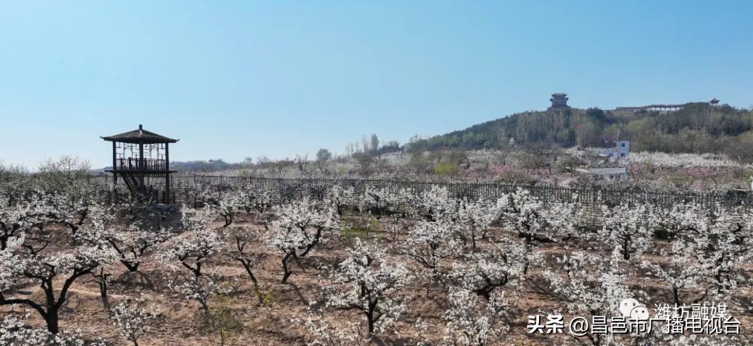 总要来趟潍坊昌邑吧！