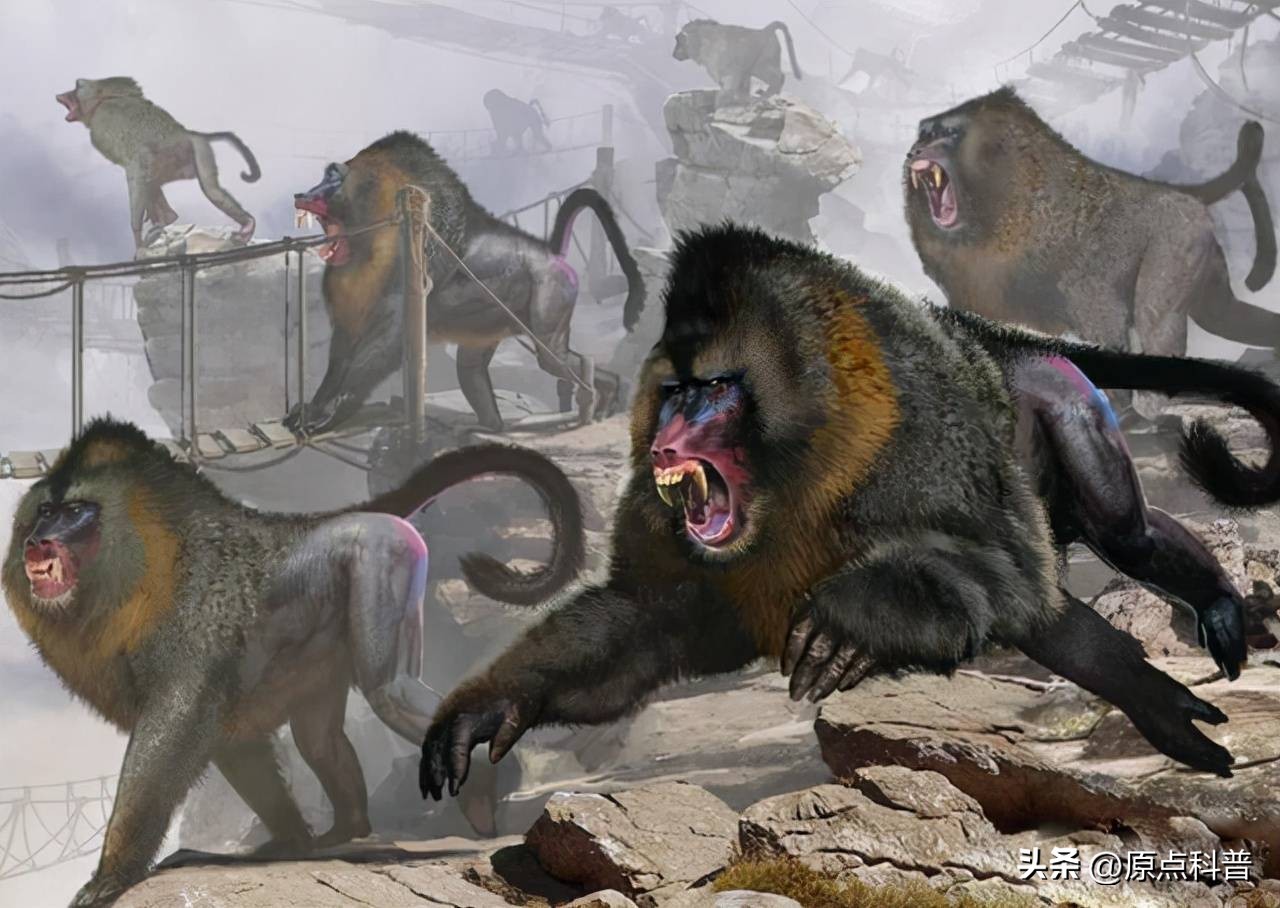 金丝猴是世界上最美猴子吗,世界上最濒危的猴子是什么猴