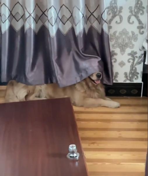 网红金毛coco到底是得了什么病,金毛coco离世原视频