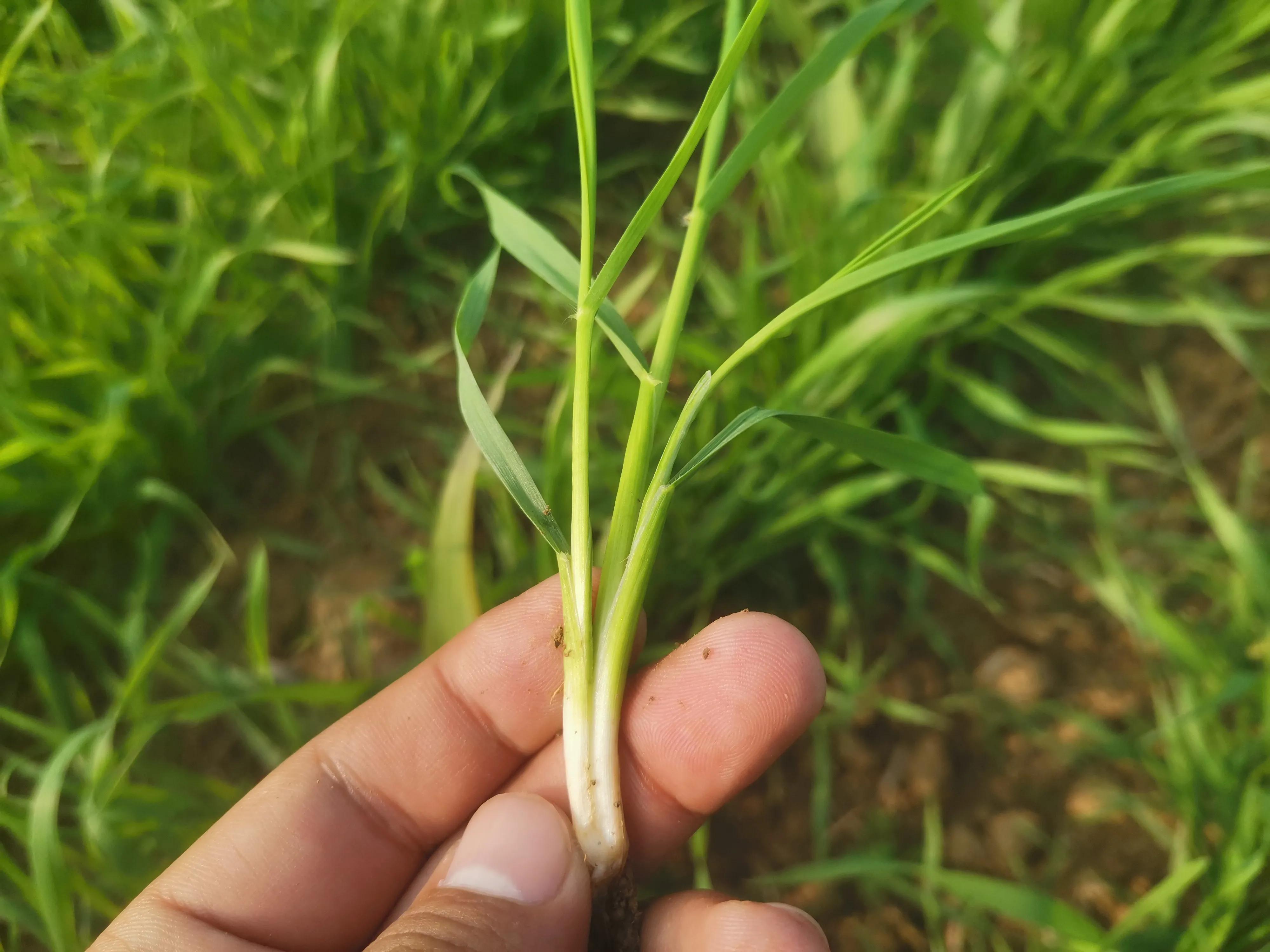 小麦红蜘蛛怎么样管理为好,农作物红蜘蛛怎么消灭