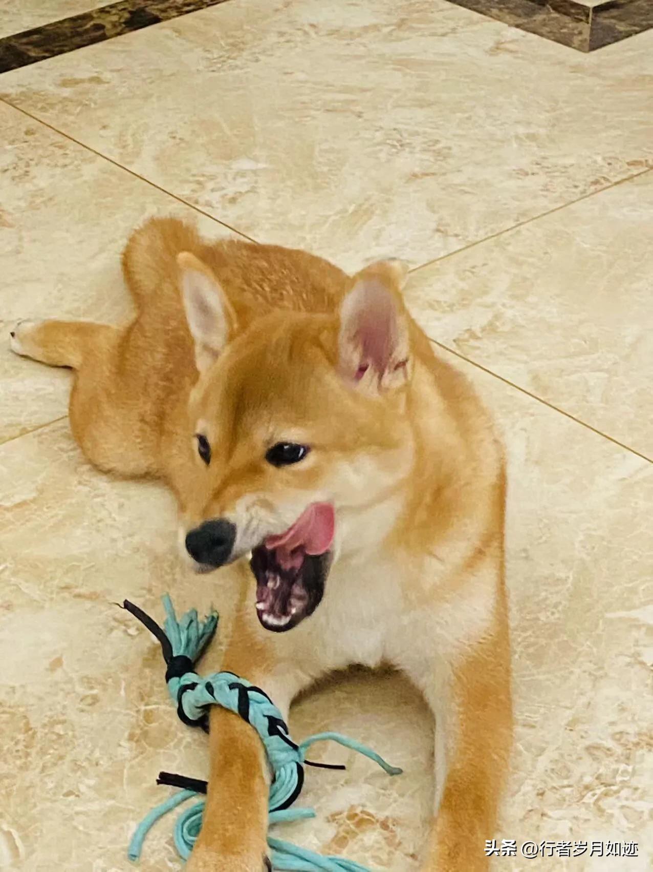 狗狗应该吃什么鱼油,狗狗应该吃什么驱虫药