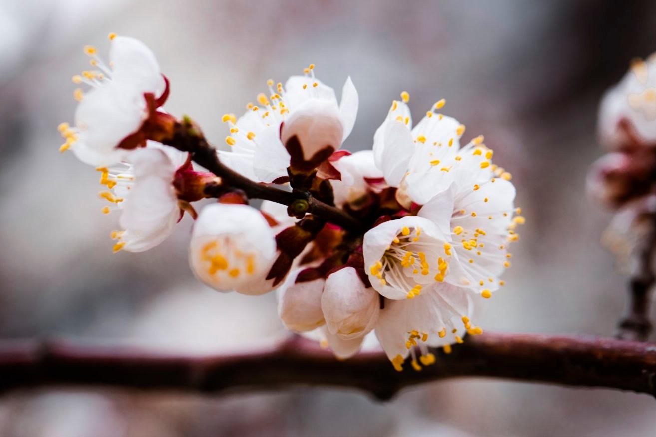 春天古诗词经典名句大全集,有关于春天的古诗词