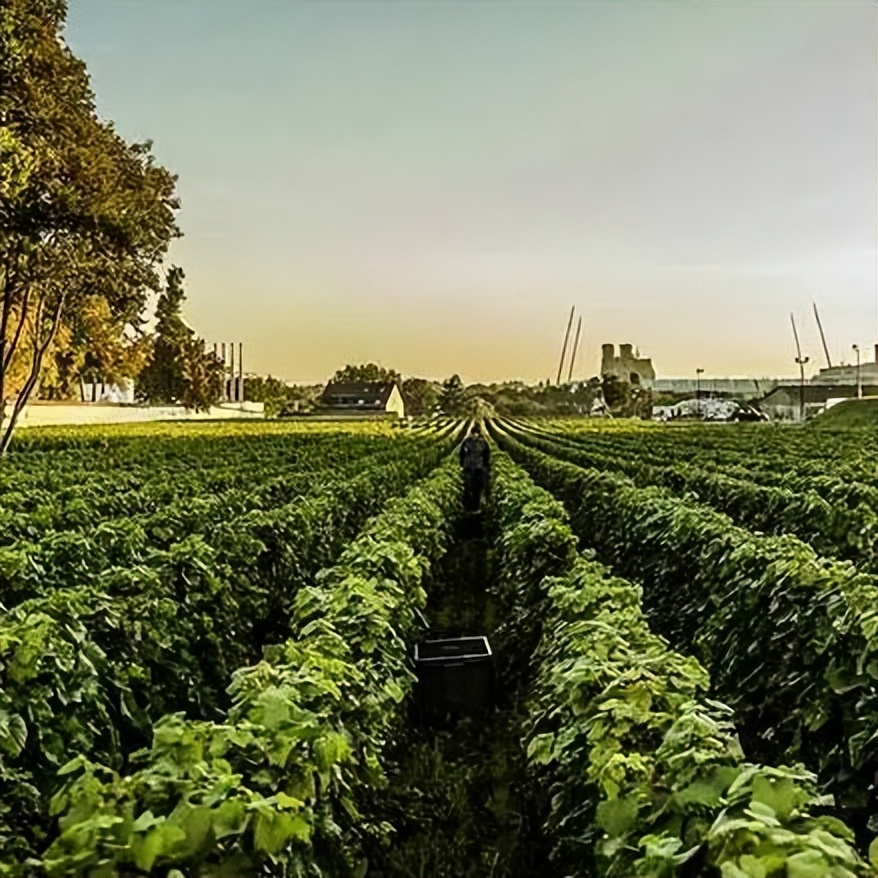 香槟葡萄园旅行,旅游香槟