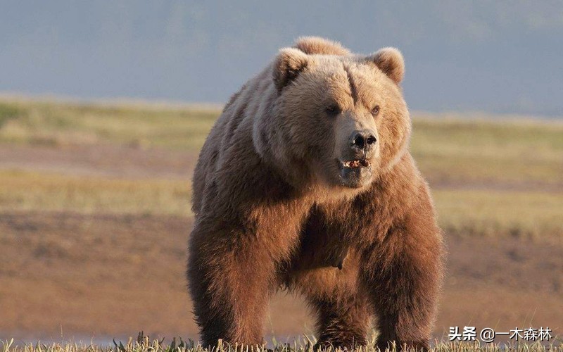 东北棕熊和俄罗斯棕熊再次打架,棕熊和棕熊打起来谁更厉害