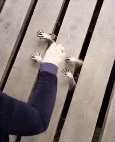 20张珍稀罕见动物照片,16张罕见的动物照